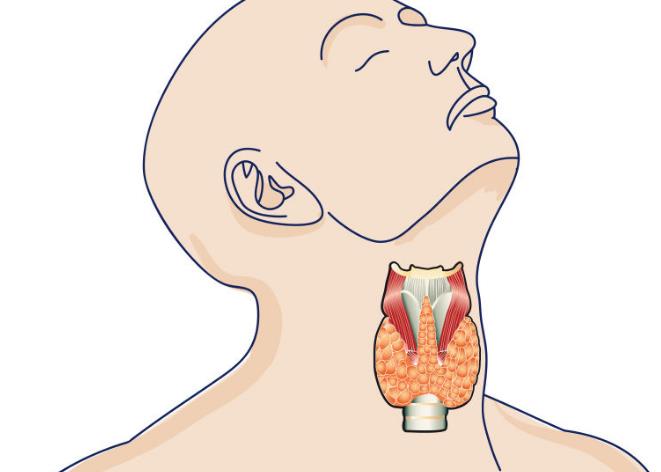 甲状腺